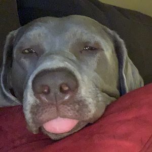 Meet your Posher, Bob